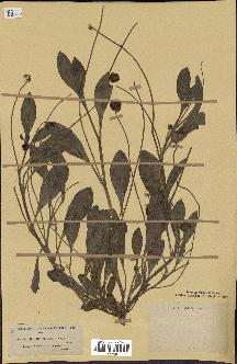 spécimen de Scorpiurus vermiculata