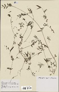 spécimen de Vicia angustifolia