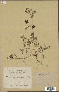 spécimen de Hippocrepis unisiliquosa