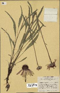 spécimen de Echinacea angustifolia