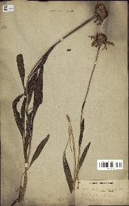 spécimen de Echinacea angustifolia