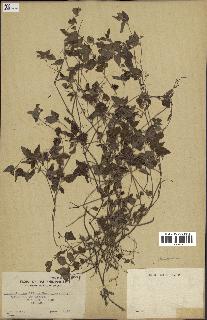 spécimen de Tourneuxia variifolia