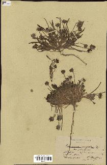 spécimen de Tourneuxia variifolia