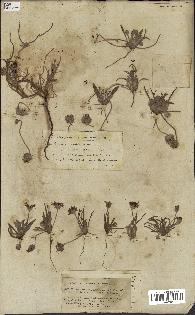 spécimen de Tourneuxia variifolia