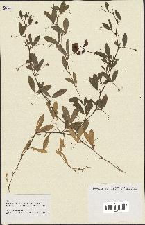 spécimen de Lathyrus tuberosus