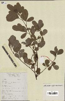 spécimen de Desmodium heterocarpon