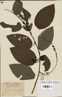 spécimen de Desmodium gangeticum