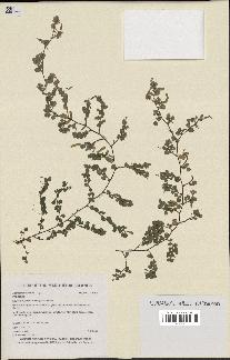 spécimen de Desmodium triflorum