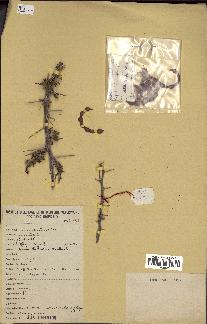 spécimen de Acacia tortilis