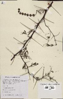 spécimen de Acacia nilotica