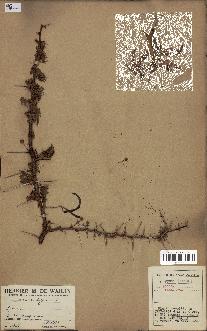 spécimen de Acacia seyal