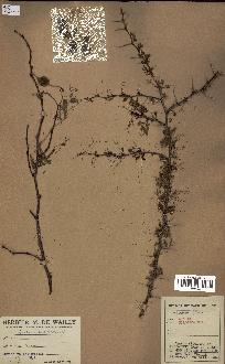 spécimen de Acacia nilotica