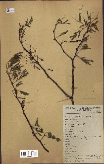 spécimen de Acacia nilotica