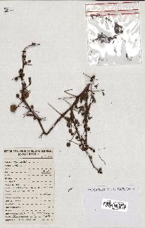 spécimen de Acacia seyal