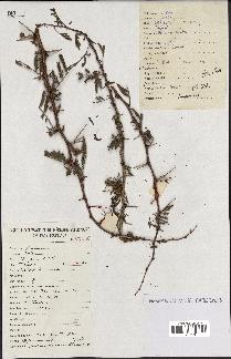 spécimen de Acacia seyal