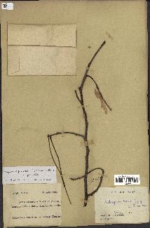 spécimen de Pongamia pinnata