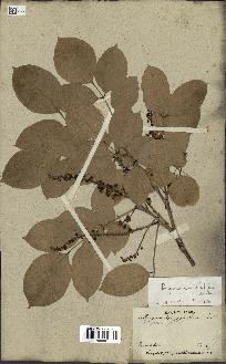 spécimen de Pongamia pinnata