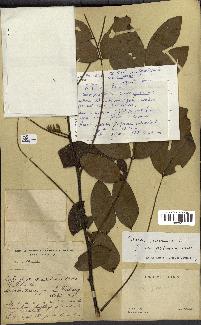 spécimen de Cassia javanica