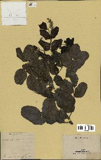 spécimen de Ceratonia siliqua