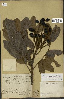 spécimen de Ormosia sumatrana