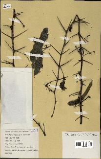 spécimen de Acacia nilotica