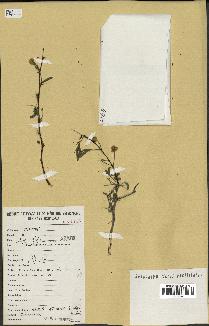 spécimen de Acacia nilotica