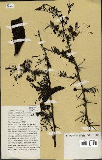 spécimen de Acacia nilotica