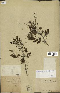 spécimen de Acacia nilotica