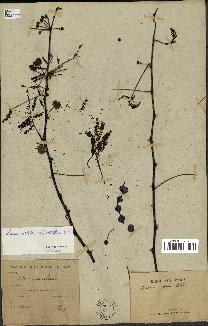 spécimen de Acacia nilotica