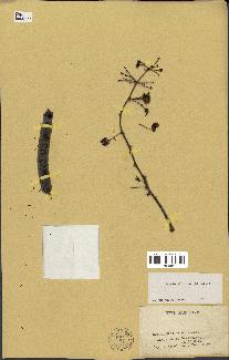 spécimen de Acacia nilotica