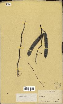 spécimen de Acacia nilotica