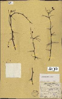 spécimen de Acacia nilotica