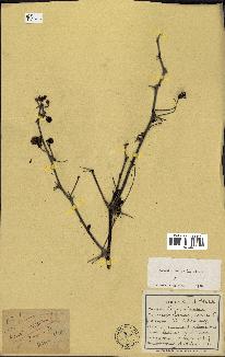 spécimen de Acacia nilotica
