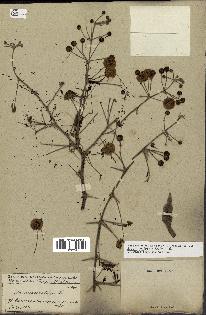 spécimen de Acacia nilotica