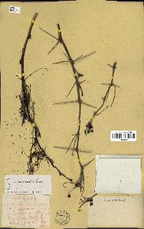 spécimen de Acacia nilotica