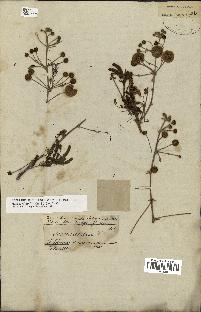 spécimen de Acacia nilotica