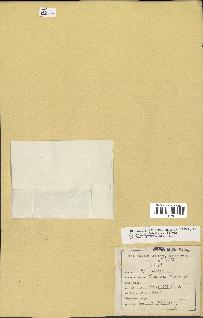 spécimen de Acacia nilotica