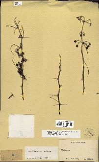 spécimen de Acacia nilotica