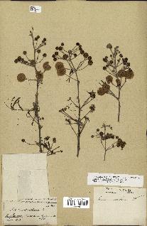 spécimen de Acacia nilotica