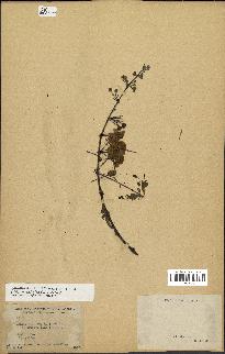 spécimen de Acacia nilotica
