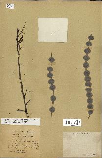 spécimen de Acacia nilotica