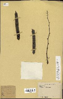spécimen de Acacia nilotica