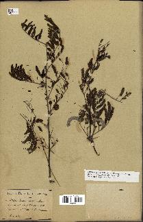 spécimen de Acacia nilotica