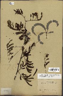 spécimen de Acacia nilotica