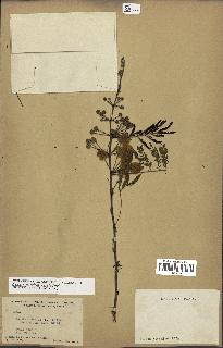 spécimen de Acacia nilotica