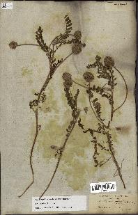 spécimen de Astragalus echinatus