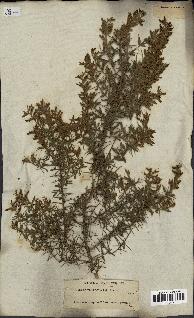 spécimen de Genista tricuspidata