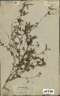 spécimen de Argyrolobium zanonii