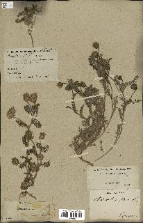 spécimen de Astragalus glaux