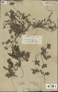 spécimen de Astragalus stella